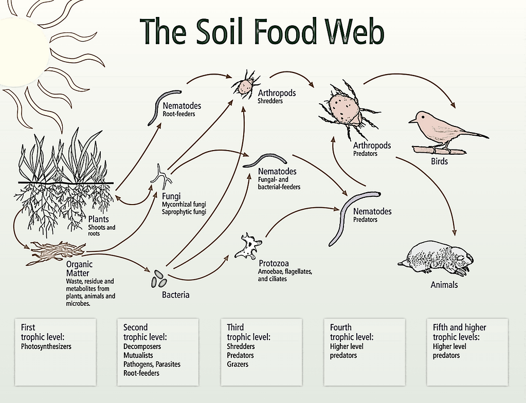 soil-ecosystem-how-it-works-symsoil