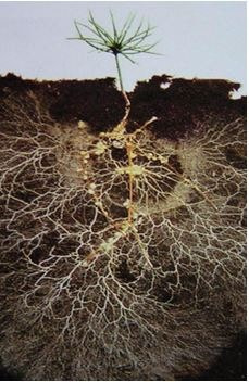 Mycorrhizal Fungi: Internet of the Soil – SymSoil