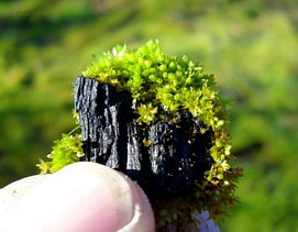 Biochar and Soil Microbes