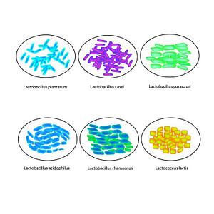 Lactobacillus johnsonii in SymSoil