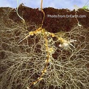 Mycorrhizae are a key part of the soil food web, and  live on living plants.  