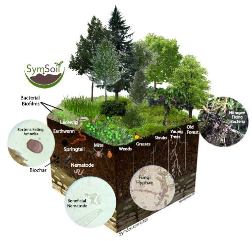 Soil Food Web – SymSoil’s Perspective – SymSoil