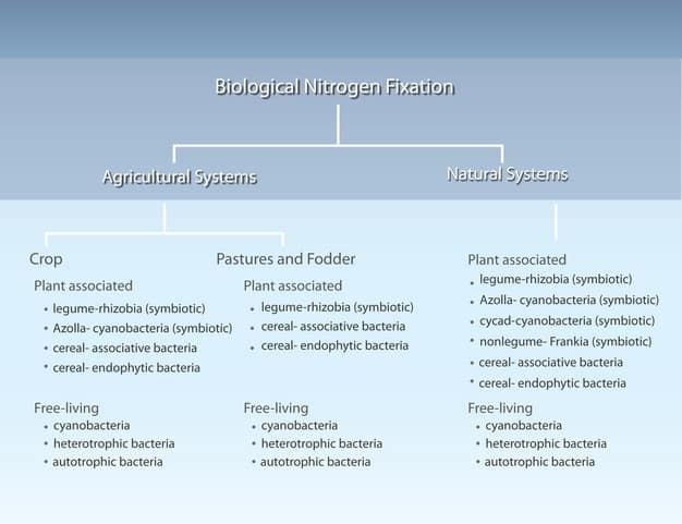Biological Nitrogen Fixation By: Stephen C. Wagner