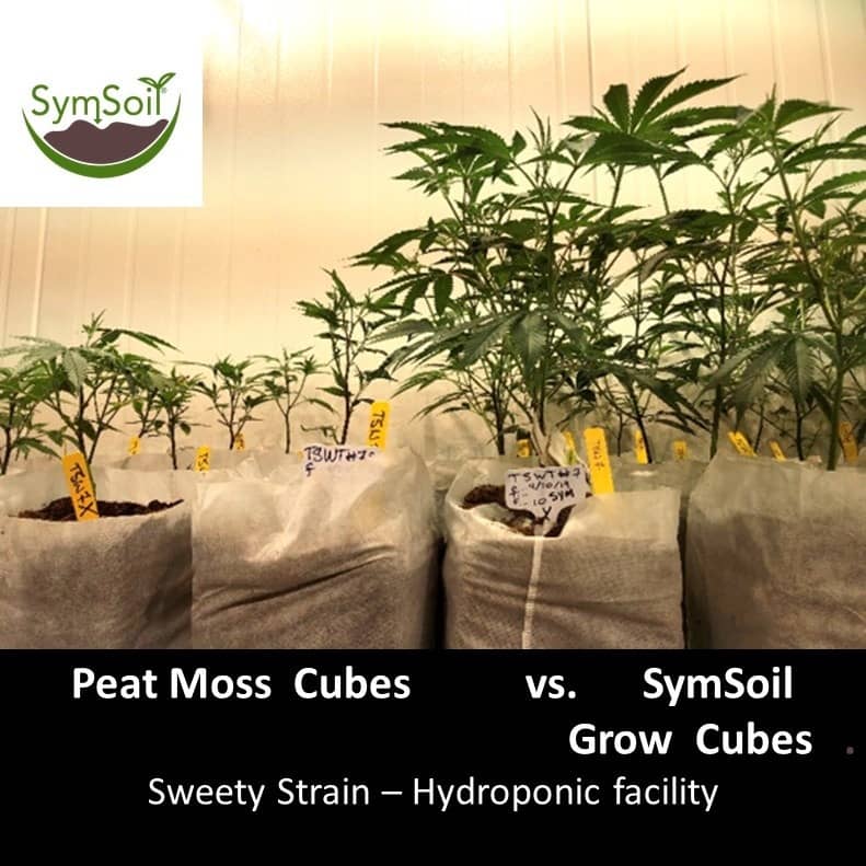 SymSoil Cubes - Sweetie Strain w text